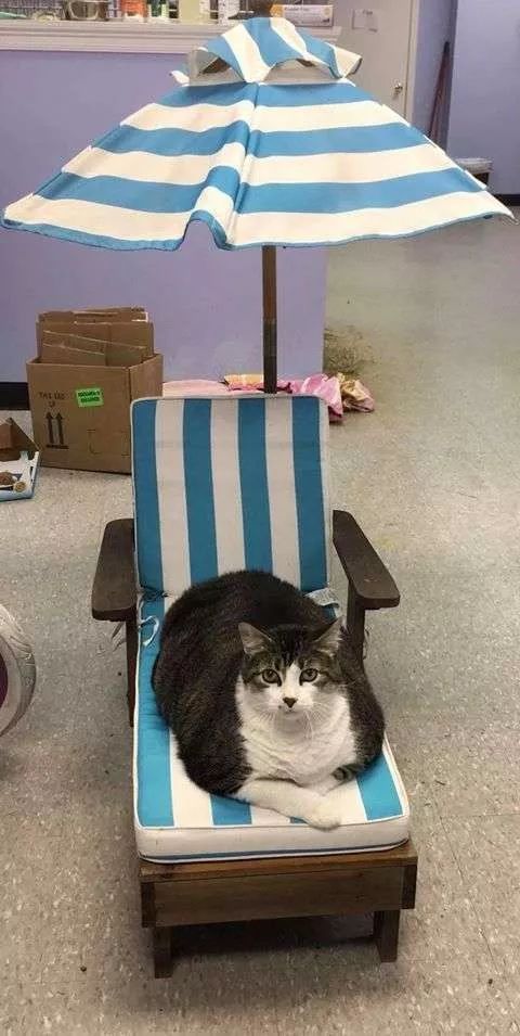 谁来拯救“胖猫”们？