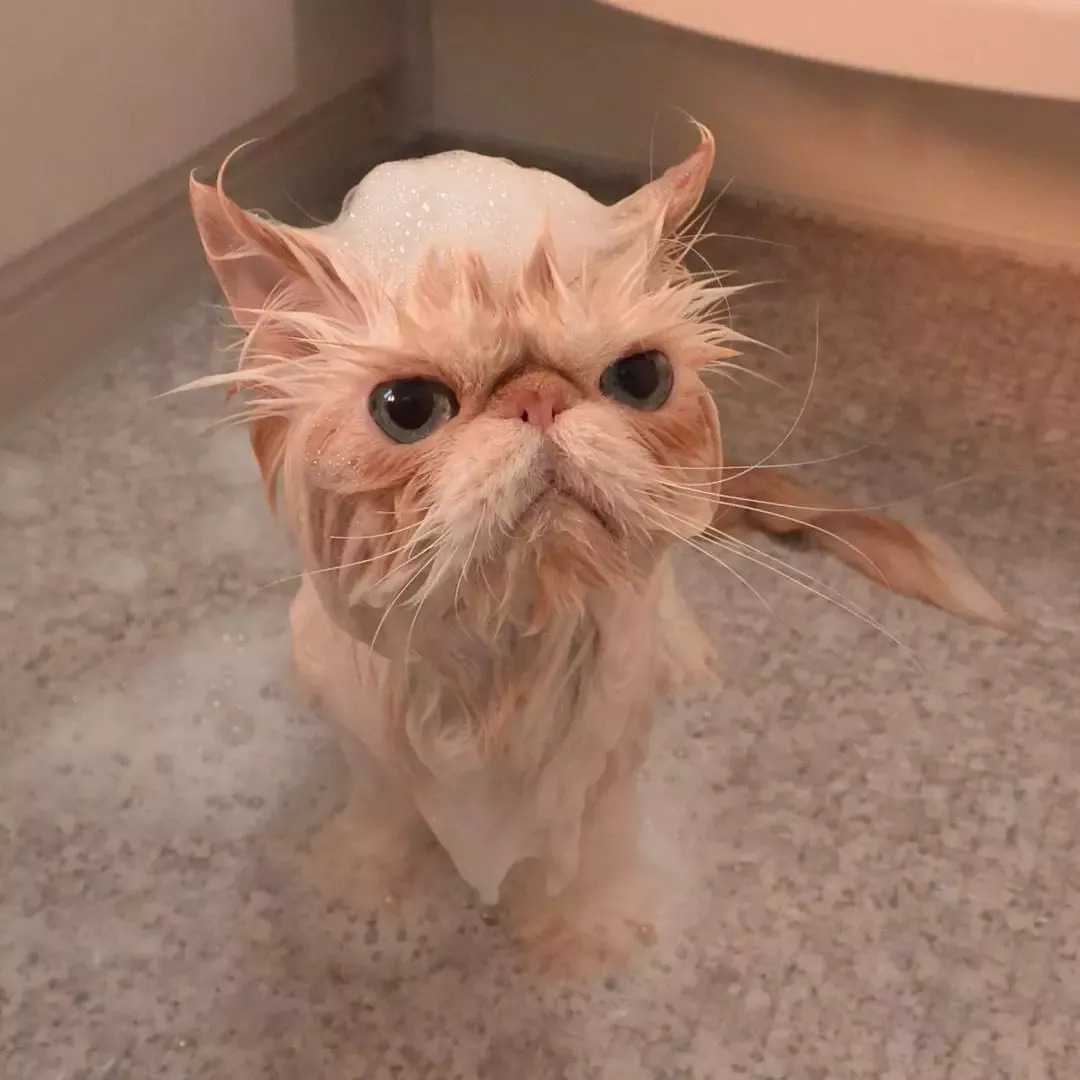 谁来拯救“胖猫”们？