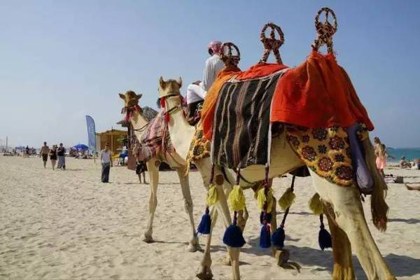 不是迪拜!阿联酋“幕后金主”高调转型,投资中国像猎鹰善发现